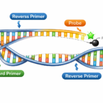 Primer and probe