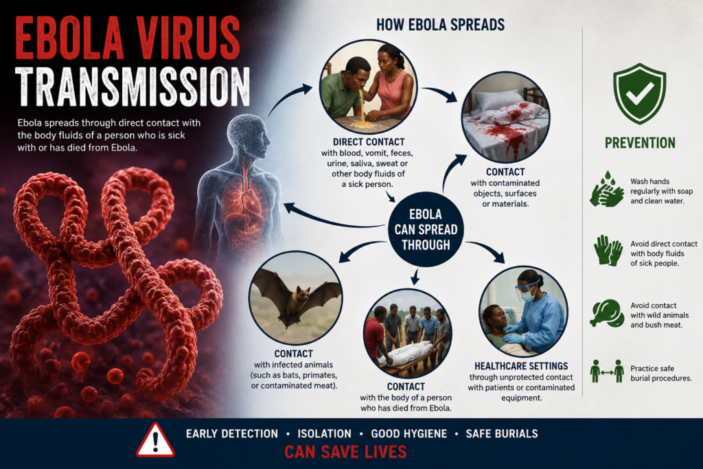 Ebola Virus Transmission