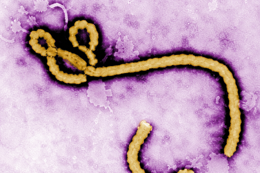 ebola virus transmission