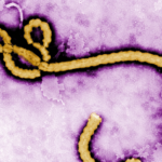 ebola virus transmission