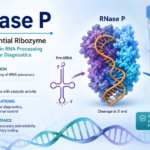 RNase P: 7 Powerful Facts You Must Know