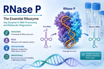 RNase P: 7 Powerful Facts You Must Know